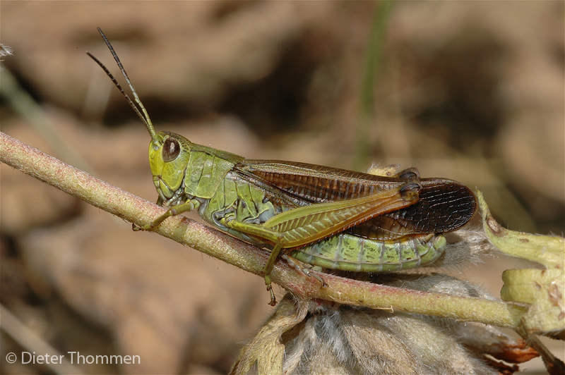 ../data//Acrididae/Stauroderus_scalaris_17751/Images/1_Stauroderus_scalaris_male_DThommen.jpg