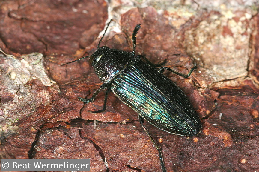 ../data//Buprestidae/Buprestis_rustica_21322/Images/buprestisrustica.jpg
