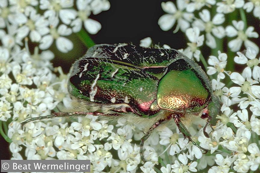 ../data//Cetoniidae/Cetonia_aurata_22772/Images/cetoniaaurata.jpg