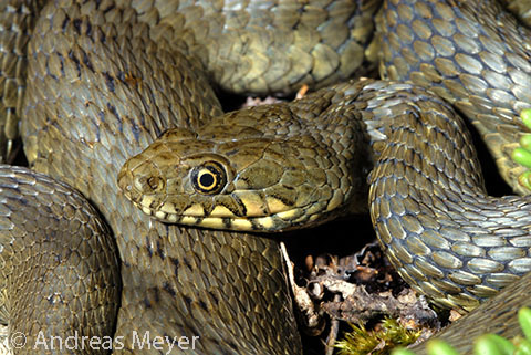 ../data//Colubridae/Natrix_maura_70160/Images/1_nama_AM.jpg