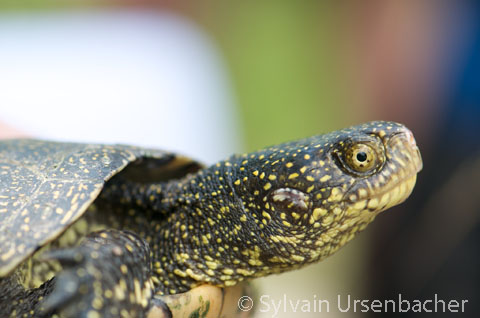 ../data//Emydidae/Emys_orbicularis_70150/Images/1_emor_SU.jpg