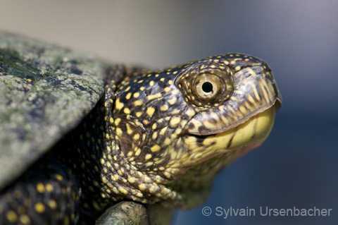 ../data//Emydidae/Emys_orbicularis_70150/Images/2_emor_SU.jpg