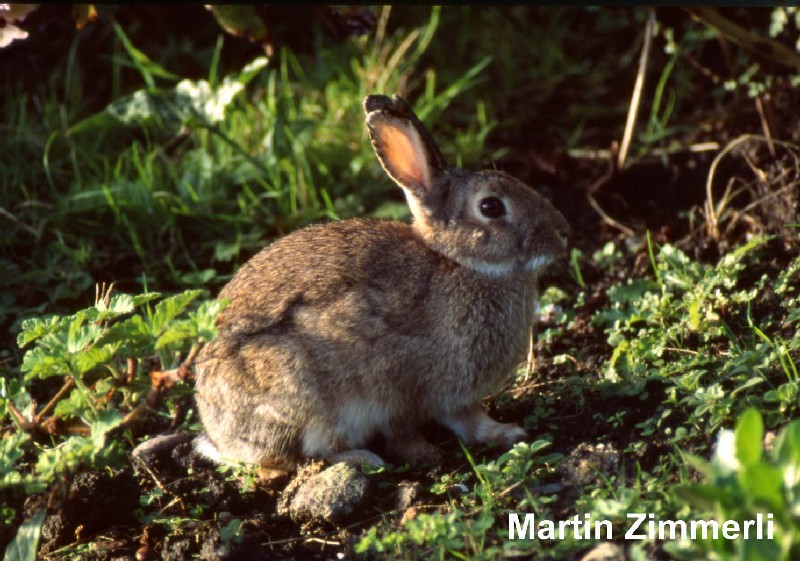 Superclass Rabbit Classification info fauna carto