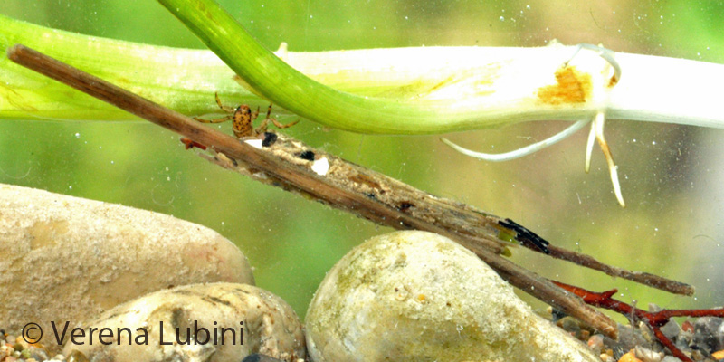 ../data//Limnephilidae/Anabolia_nervosa_26501/Images/Anabolia_nervosa.jpg