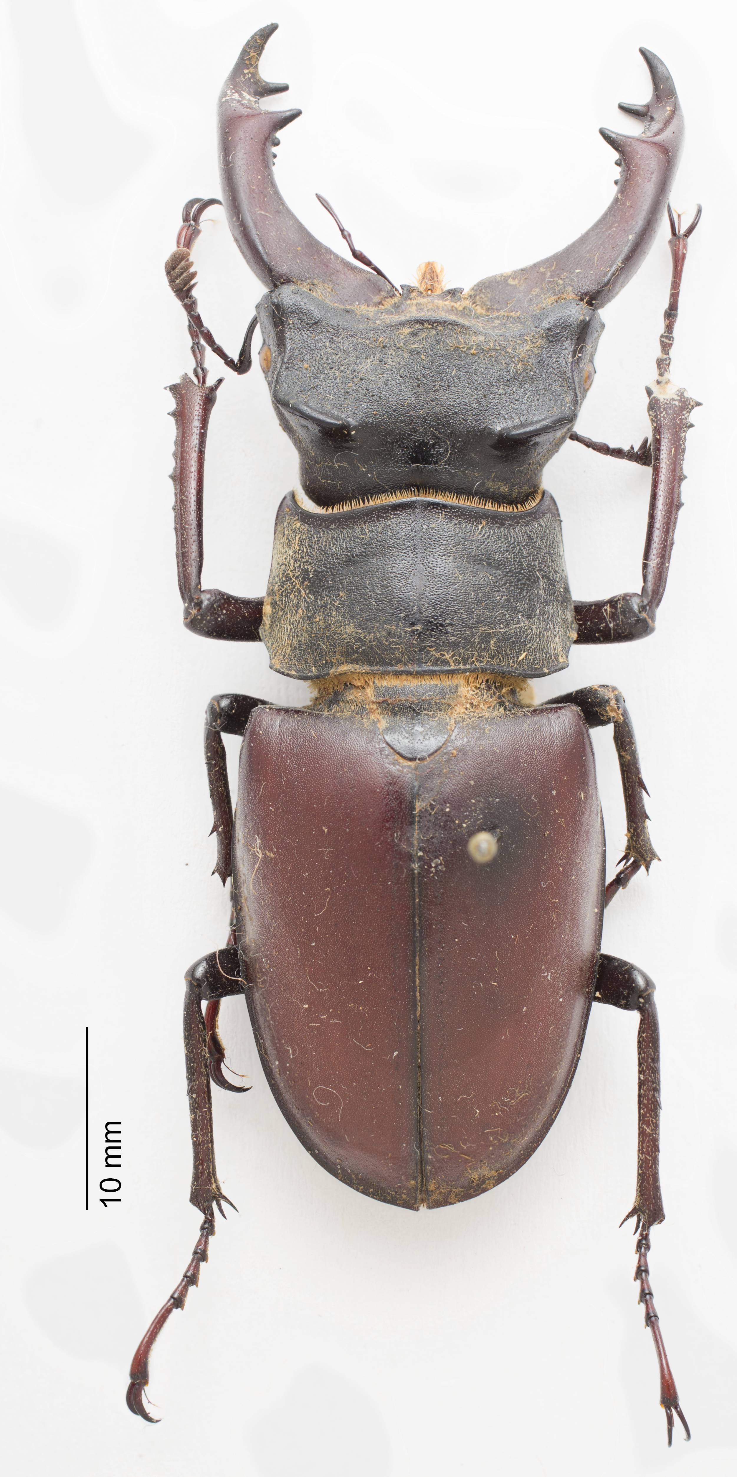 ../data//Lucanidae/Lucanus_cervus_22800/Images/Lucanus_cervus_mal_22800.jpg