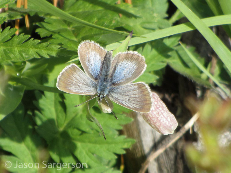 ../data//Lycaenidae/Aricia_nicias_31124/Images/Aricia_nicias.jpg