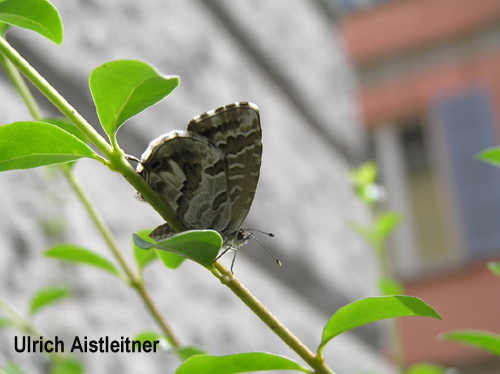 ../data//Lycaenidae/Cacyreus_marshalli_31137/Images/cacyreusmarshalli.jpg