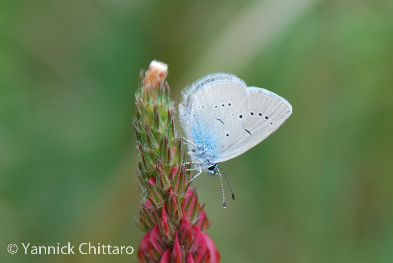 ../data//Lycaenidae/Cupido_osiris_31088/Images/1_Cupido_osiris_3_YC.jpg
