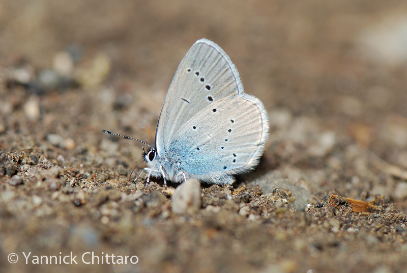 ../data//Lycaenidae/Cupido_osiris_31088/Images/2_Cupido_osiris_YC.jpg