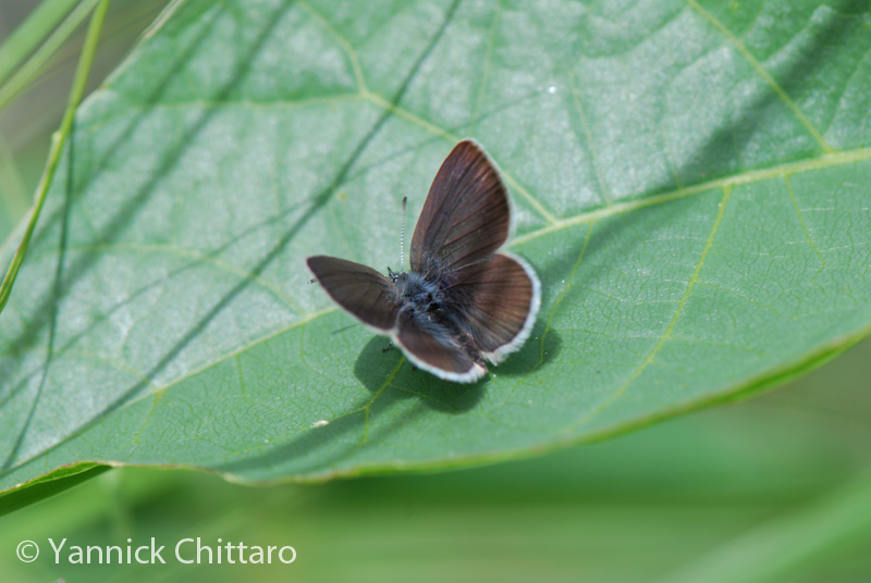 ../data//Lycaenidae/Cupido_osiris_31088/Images/3_Cupido_osiris_femelle_YC.jpg