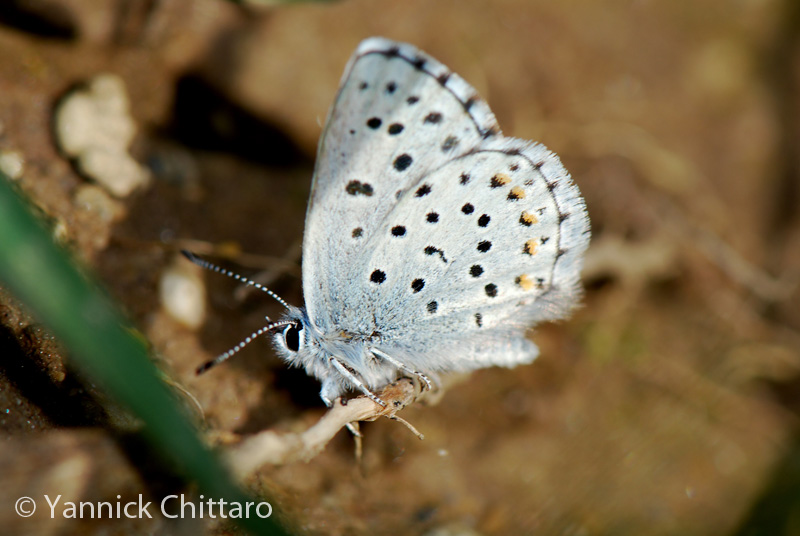 ../data//Lycaenidae/Pseudophilotes_baton_31125/Images/1_Pseudophilotes_baton_2_YC.jpg