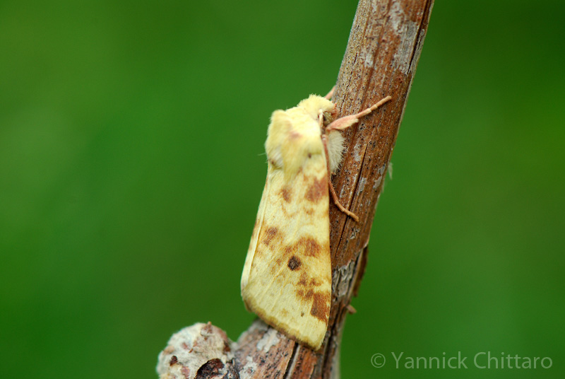../data//Noctuidae/Xanthia_icteritia_32722/Images/Xanthia_icteritia_YC.jpg