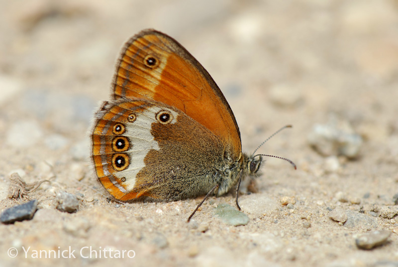 ../data//Nymphalidae/Coenonympha_arcania_31205/Images/1_Coenonympha_arcania_YC.jpg