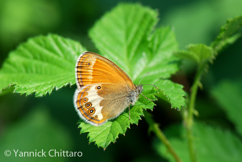 ../data//Nymphalidae/Coenonympha_arcania_31205/Images/2_Coenonympha_arcania_2_YC.jpg