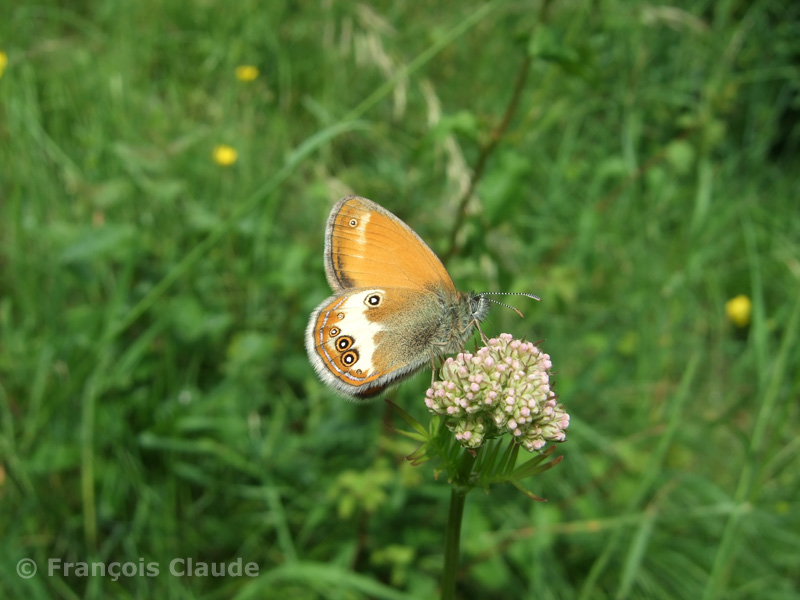 ../data//Nymphalidae/Coenonympha_arcania_31205/Images/3_Coenonympha_arcania_FC.jpg