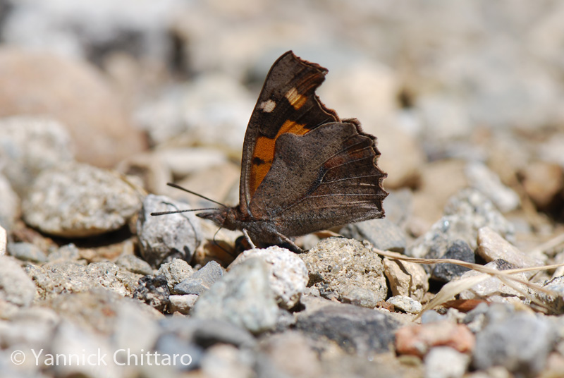 ../data//Nymphalidae/Libythea_celtis_31150/Images/1_Libythea_celtis_YC.jpg