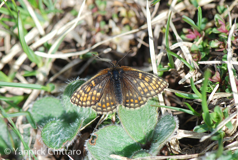 ../data//Nymphalidae/Melitaea_asteria_31182/Images/1_Melitaea_asteria_YC.jpg