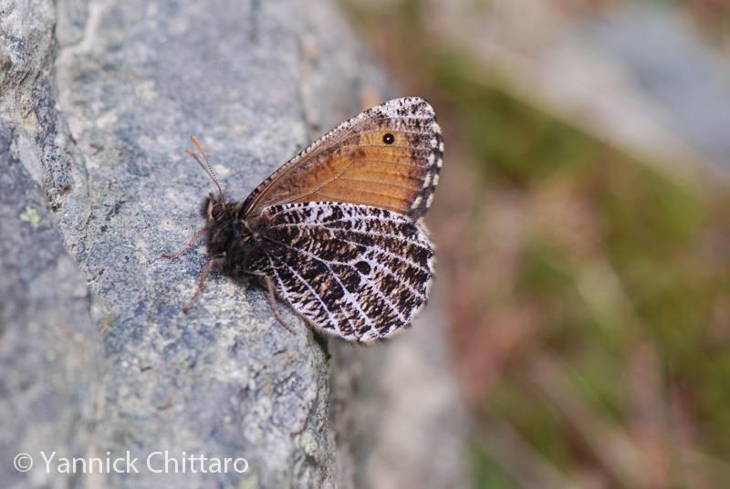 ../data//Nymphalidae/Oeneis_glacialis_31251/Images/1_Oeneis_glacialis_YC.jpg