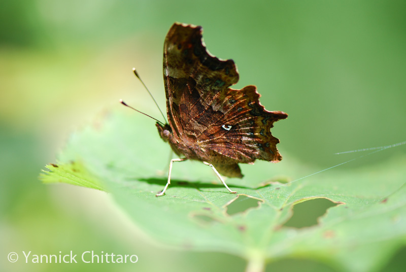 ../data//Nymphalidae/Polygonia_c_31194/Images/1_Polygonia_c_YC.jpg