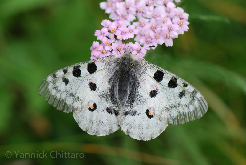 ../data//Papilionidae/Parnassius_apollo_31042/Images/2_Parnassius_apollo.jpg
