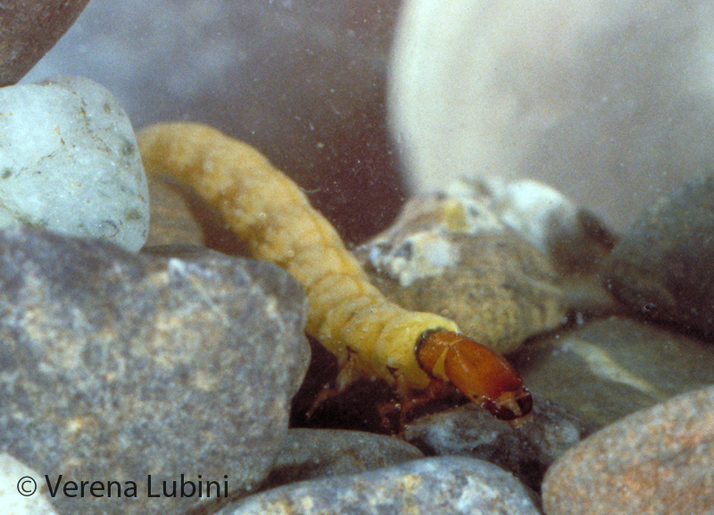 ../data//Philopotamidae/Philopotamus_ludificatus_26391/Images/Philopotamus_ludificatus.jpg