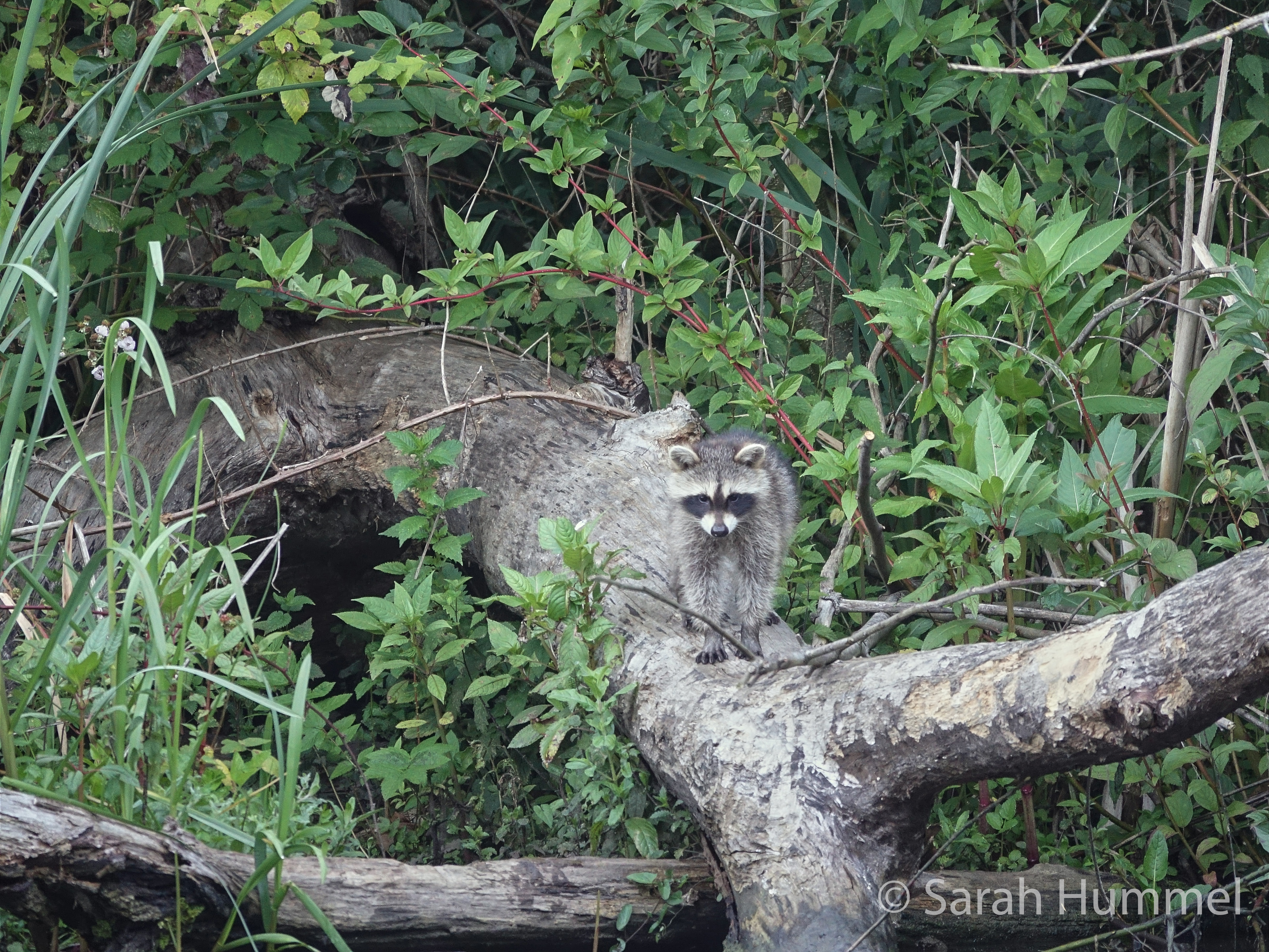 ../data//Procyonidae/Procyon_lotor_70763/Images/Procyon_lotor_70763_Sarah_Hummel.jpg