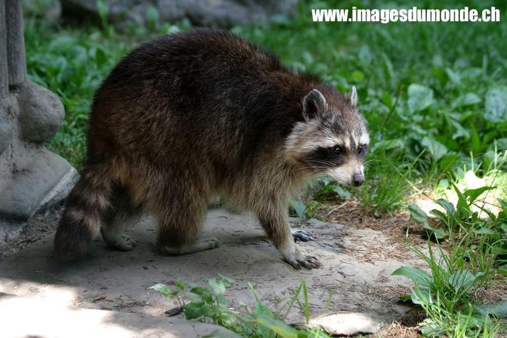 ../data//Procyonidae/Procyon_lotor_70763/Images/procyonlotor.jpg