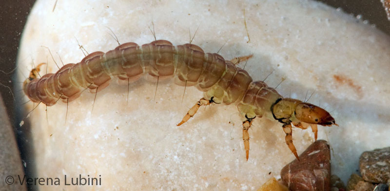 ../data//Rhyacophilidae/Rhyacophila_pubescens_26318/Images/Rhyacophila_pubescens.jpg