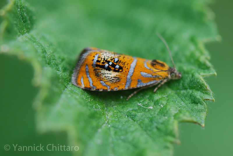 ../data//Tortricidae/Olethreutes_arcuella_29820/Images/Olethreutes_arcuella_YC.jpg