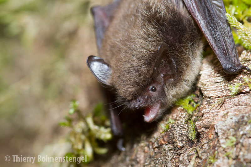 ../data//Vespertilionidae/Myotis_mystacinus_70719/Images/1_mymy_TB.jpg