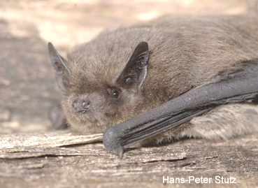 ../data//Vespertilionidae/Pipistrellus_nathusii_70729/Images/pipistrellusnathusii.jpg