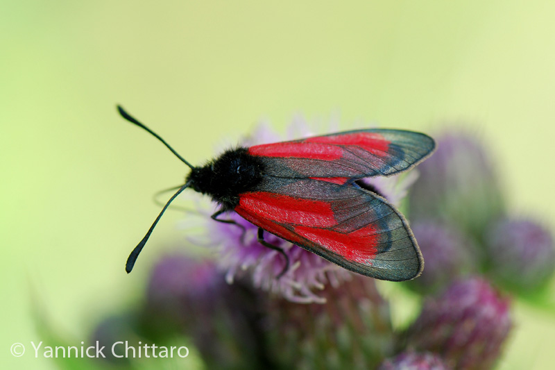 ../data//Zygaenidae/Zygaena_purpuralis_29328/Images/1_Zygaena_purpuralis_YC.jpg