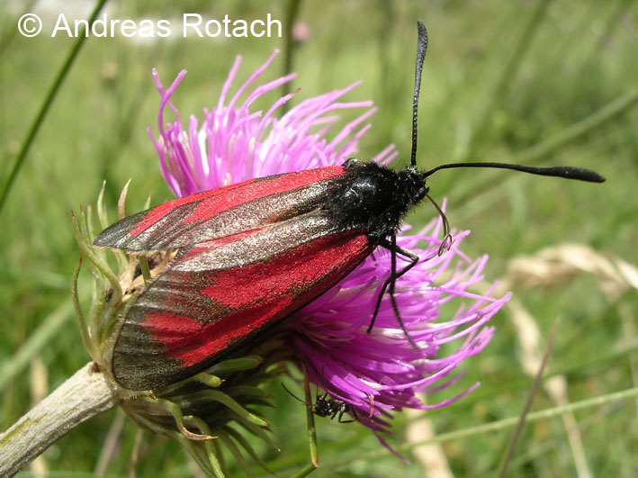 ../data//Zygaenidae/Zygaena_purpuralis_29328/Images/2_zygaenapurpuralis.jpg