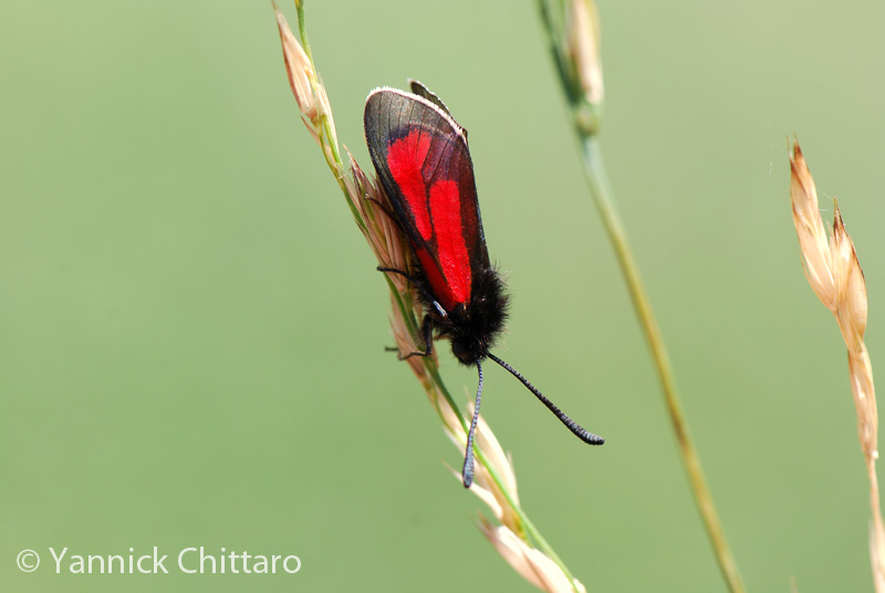 ../data//Zygaenidae/Zygaena_purpuralis_29328/Images/3_Zygena_purpuralis_YC.jpg